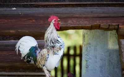 Chicken Coop Bedding