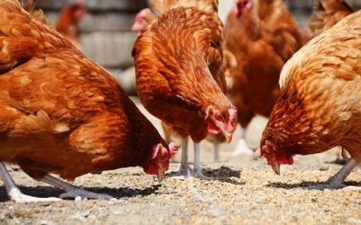 Solution To Five Chicken Feeding Problems