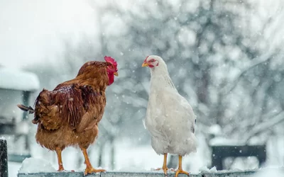 How To Keep Chickens Warm In Winter