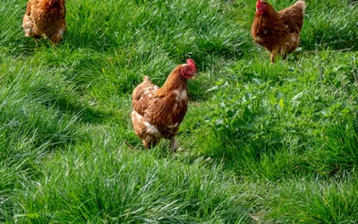 Tips For Selecting A Chicken Coop