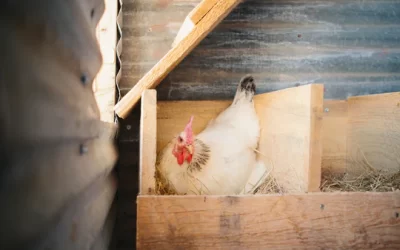 How To Tell If A Hen Is Broody