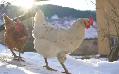 Protecting Your Chickens From Frostbite