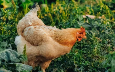 Friendliest Chicken Breeds