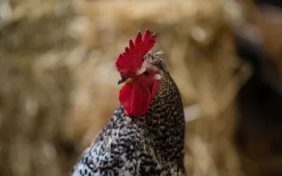 Winter Boredom Hacks For Chickens