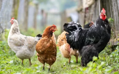 Best Chicken Breeds For Beginners