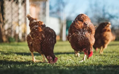 What Herbs Are Good For Chickens?