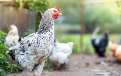 How To Keep Your Chickens Cool In Summer