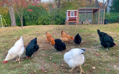 Beginner’s Guide To Raising Chickens