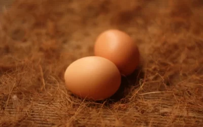 Common Problems With Chicken Eggs