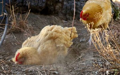 Create A Dust Bathing Box For Healthy Chicken