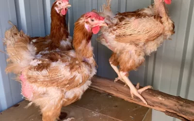 Chicken Molting – What Is It And What To Expect