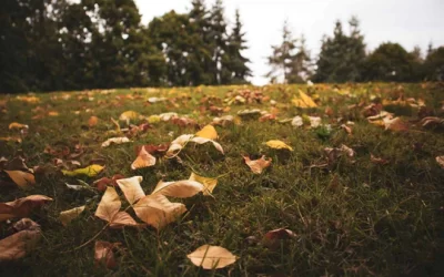 Preparing Your Flock For Fall