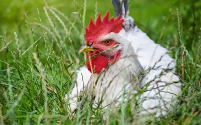 Everything You Need To Know About Chicken Combs