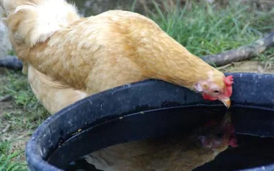 Tips On Keeping Chickens Hydrated